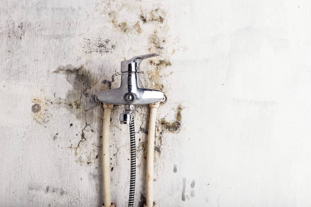 Best Health and Safety Mold Remediation in Fowlkes, TN