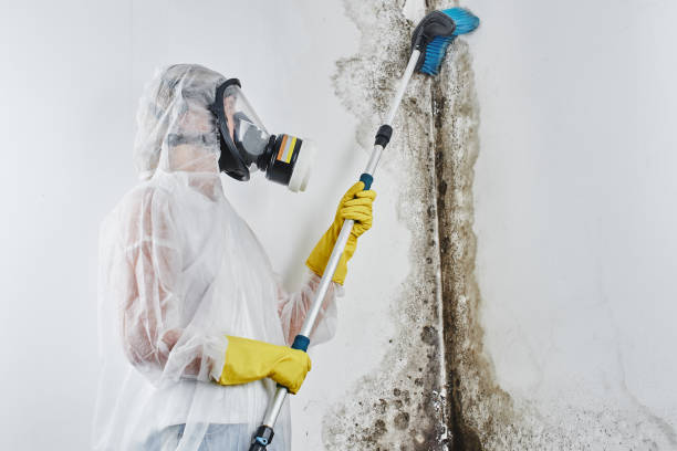 Best Black Mold Remediation in Fowlkes, TN