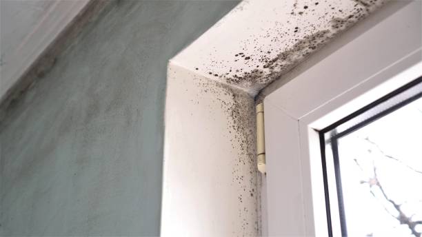 Best Bathroom Mold Remediation in Fowlkes, TN