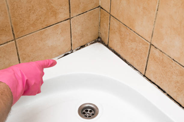 Best Health and Safety Mold Remediation in Fowlkes, TN