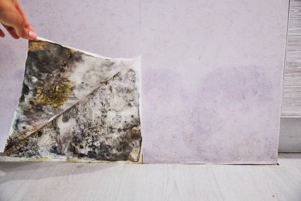 Best Preventive Mold Services in Fowlkes, TN